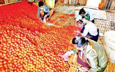 穆河流域地区出产的台湾品种番茄在曼德勒市场上获得了好价钱