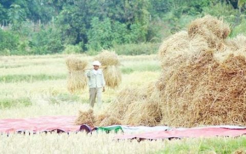 实皆省杰沙县区农民们担忧季风雨降临正在抓紧稻谷收割工作