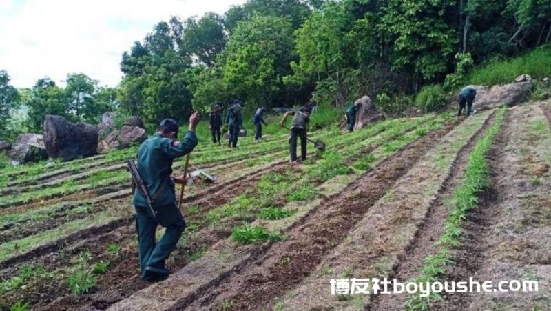 柬埔寨茶胶省捣毁2000多公顷非法大麻种植园