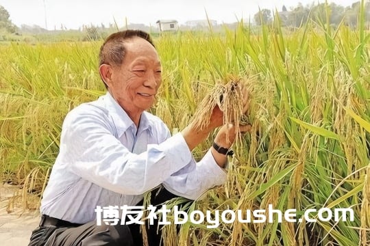 袁隆平真了不起！带领中国人在迪拜种水稻，把沙漠变成丰收粮仓